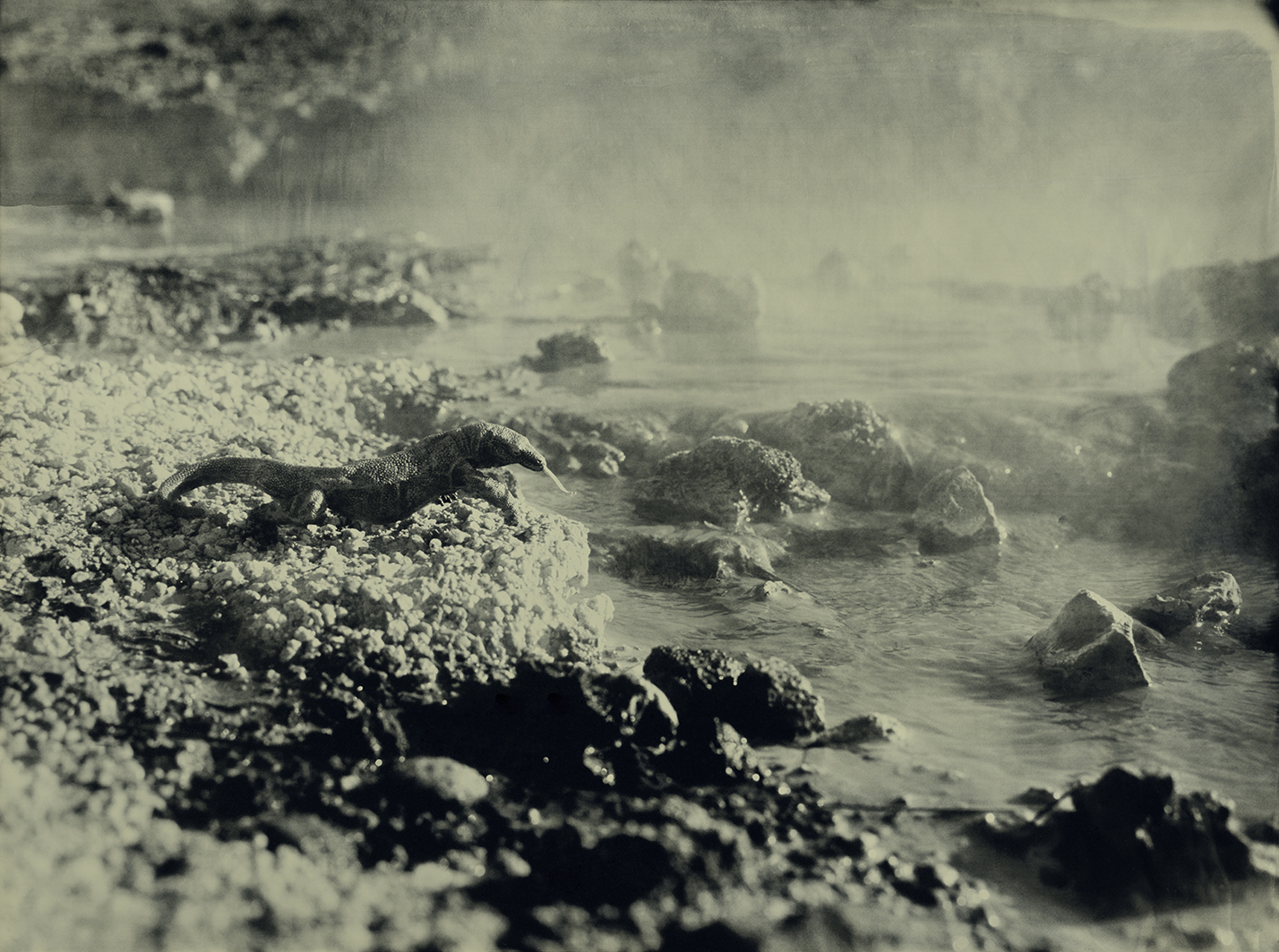 Komodo Dragon Seltun Iceland